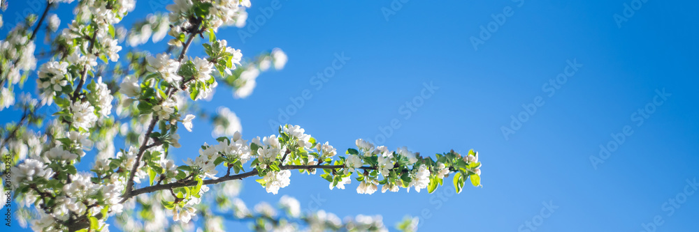 Spring white blooming sakura cherry flowers branch