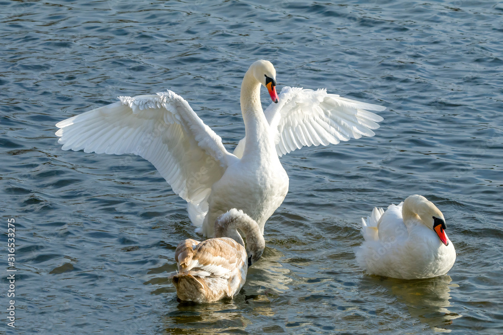 Fototapeta premium swan, bird, water, lake, white, nature, animal, swans, beautiful, river, wildlife, birds, beauty, love, animals, swim, graceful, pond, reflection, swimming, wild, blue, feathers, elegance, mute