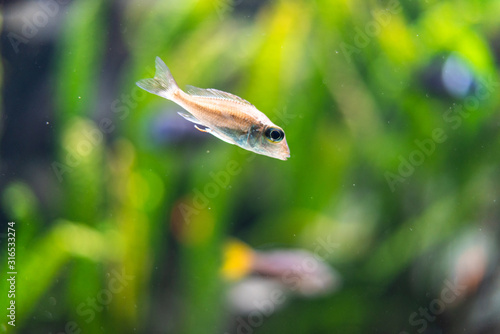 Tiger barb Puntius tetrazona in aquarium fish zoo green plant water