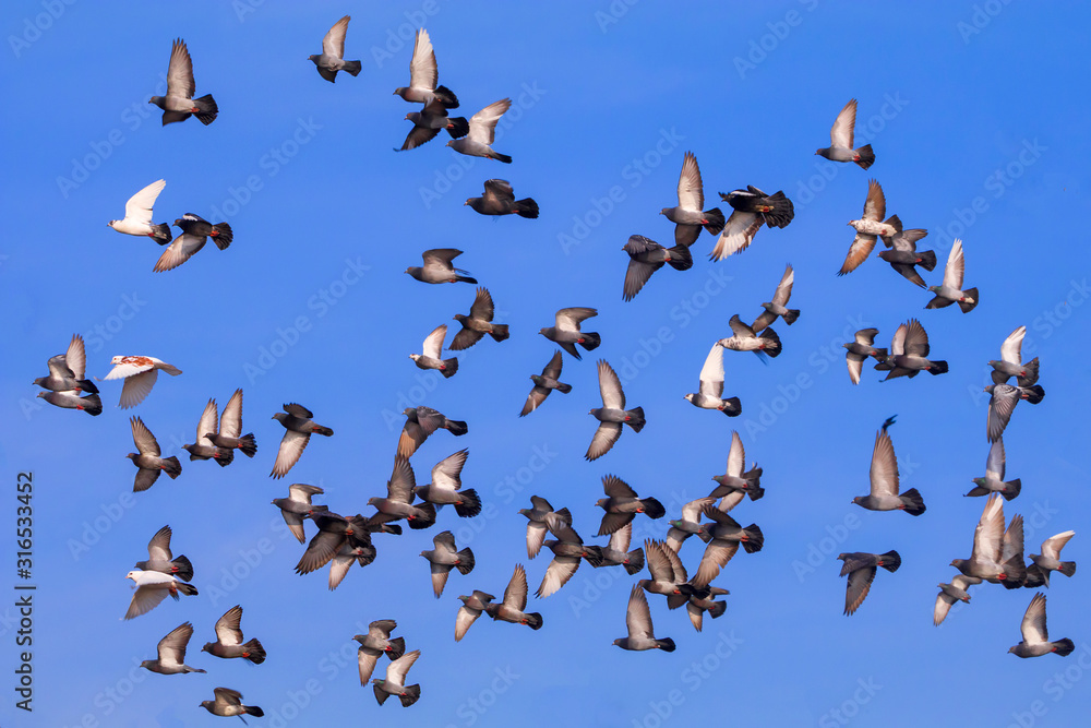 Fototapeta premium A flock of pigeons flying against the sky.