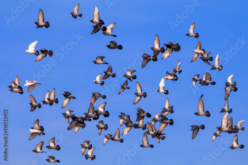 A flock of pigeons flying against the sky. © Anatol