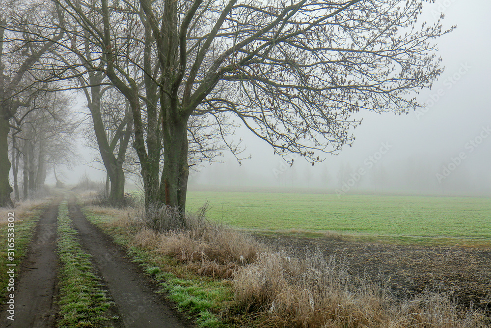 Road and morning fog in the field. Road and morning fog in the field.