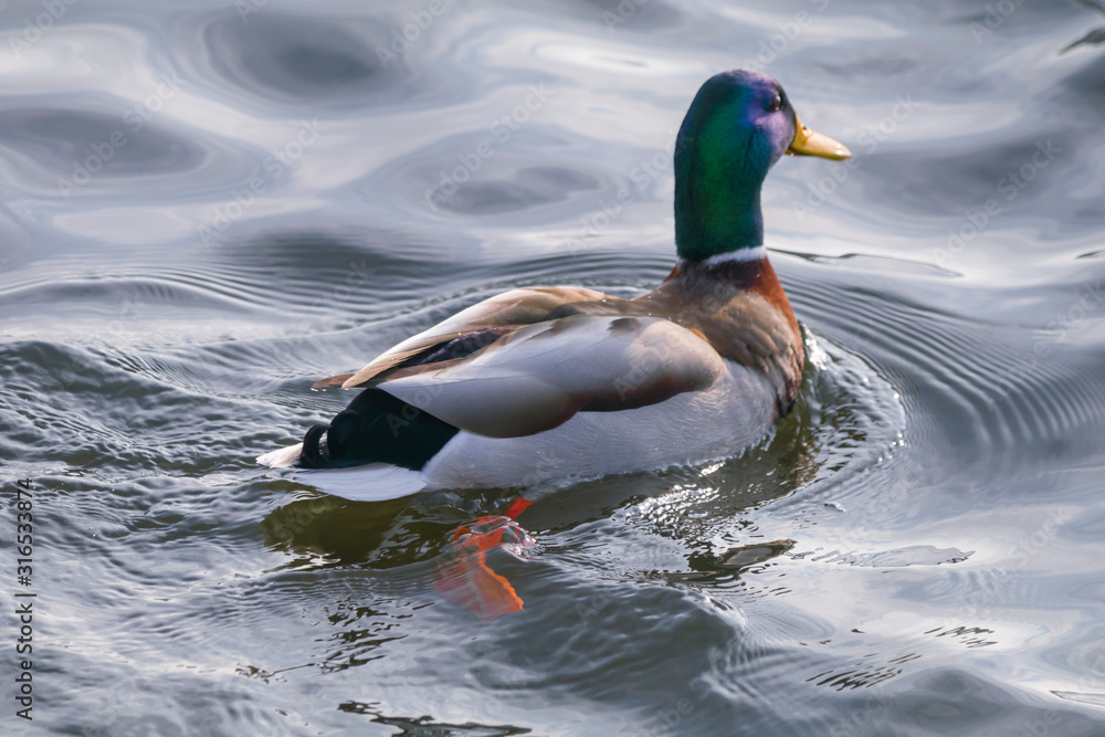 Fototapeta premium Close-up drake floats on water.