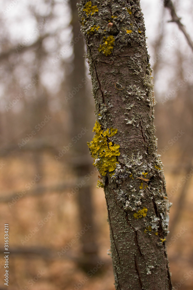 Obraz premium tree in the forest