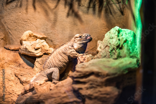 Fototapeta Naklejka Na Ścianę i Meble -  Iguana with open mouth on wooden log against stone background zoo germany munich wildlife animal