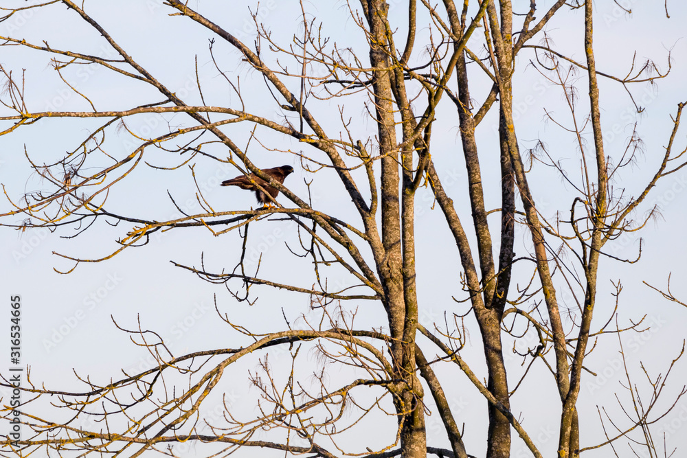 A kite is watching a victim from a tree. A kite is watching a victim from a tree.