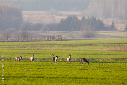 Fototapeta Naklejka Na Ścianę i Meble -  Roe deer in winter on snow-white fields.