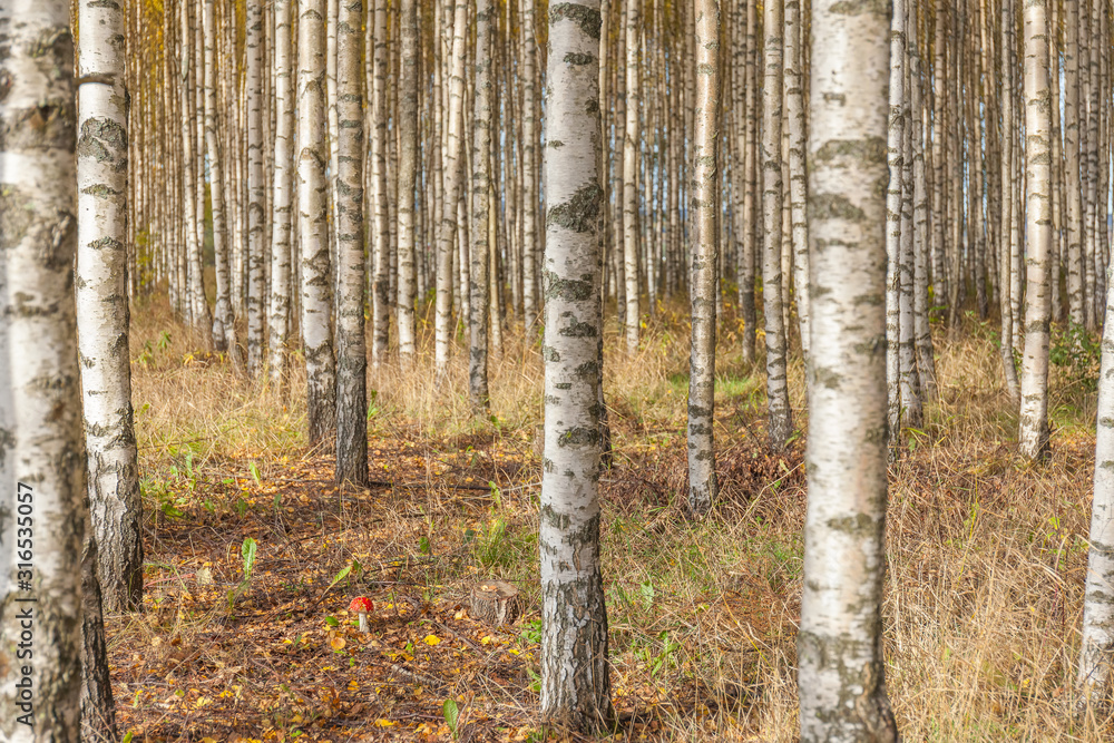 Naklejka premium Birch trees with fresh green leaves in autumn. Sweden, selective focus