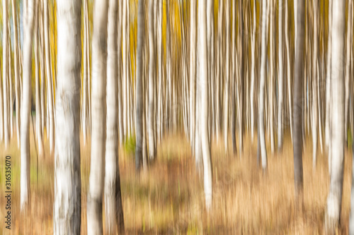 Birch trees on a bright sunny day. Abstract photo. Colorful textured background. long shutter speed., selective focus
