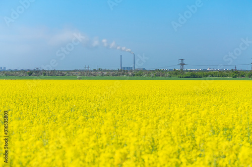 canola on the background of a working plant / field in Ukraine earlier in the summer