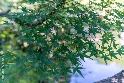 Green Japanese Maple Leaves against lake background