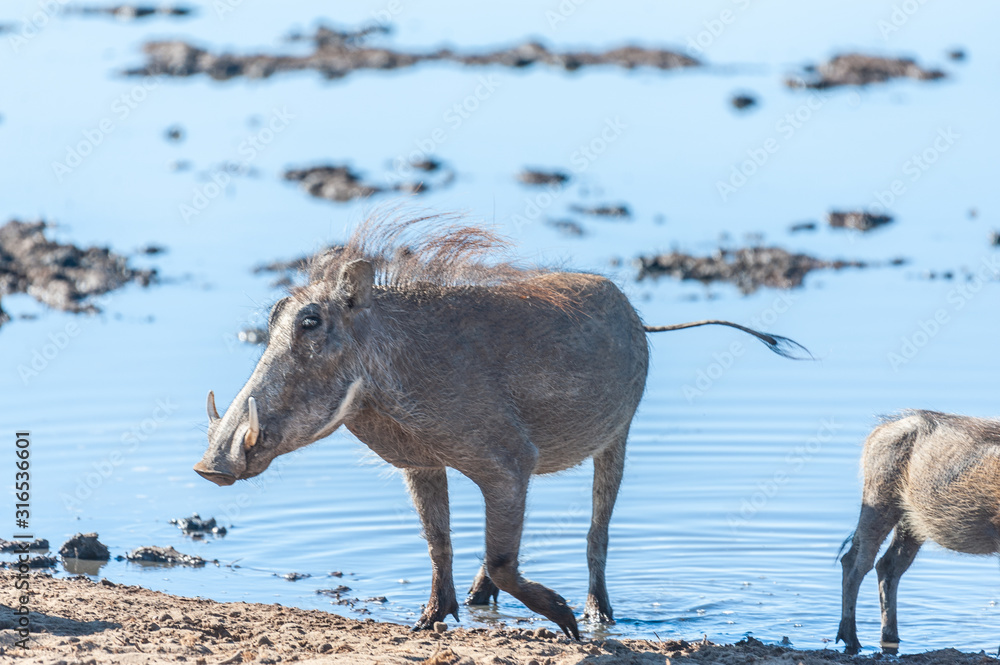 Fototapeta premium Closeup of a group of Common Warthogs - Phacochoerus africanus- near a waterhole of Etosha. Etosha National Park, Namibia.