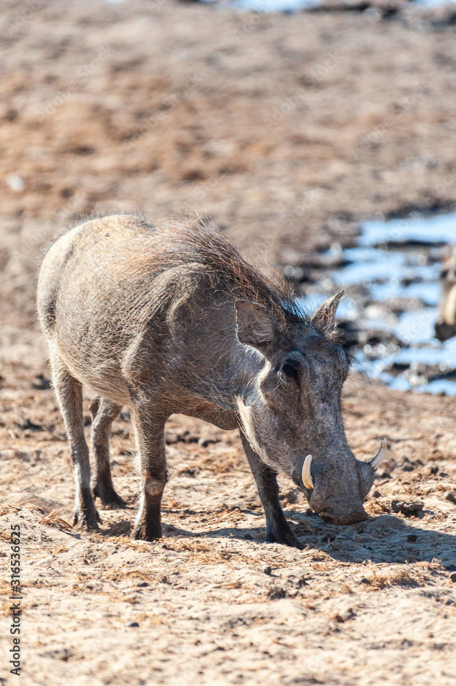 Fototapeta premium Closeup of a Common Warthog - Phacochoerus africanus- near a waterhole in Etosha. Etosha National Park, Namibia.