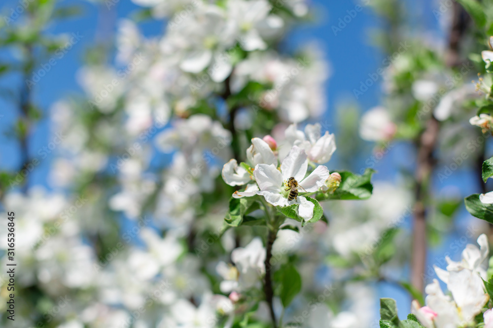 blooming flowers on tree branches close up