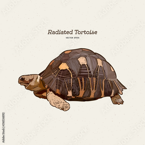The radiated tortoise is a species in the family Testudinidae. Hand draw sketch vector.
