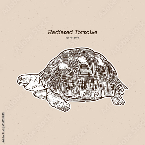 The radiated tortoise is a species in the family Testudinidae. Hand draw sketch vector.