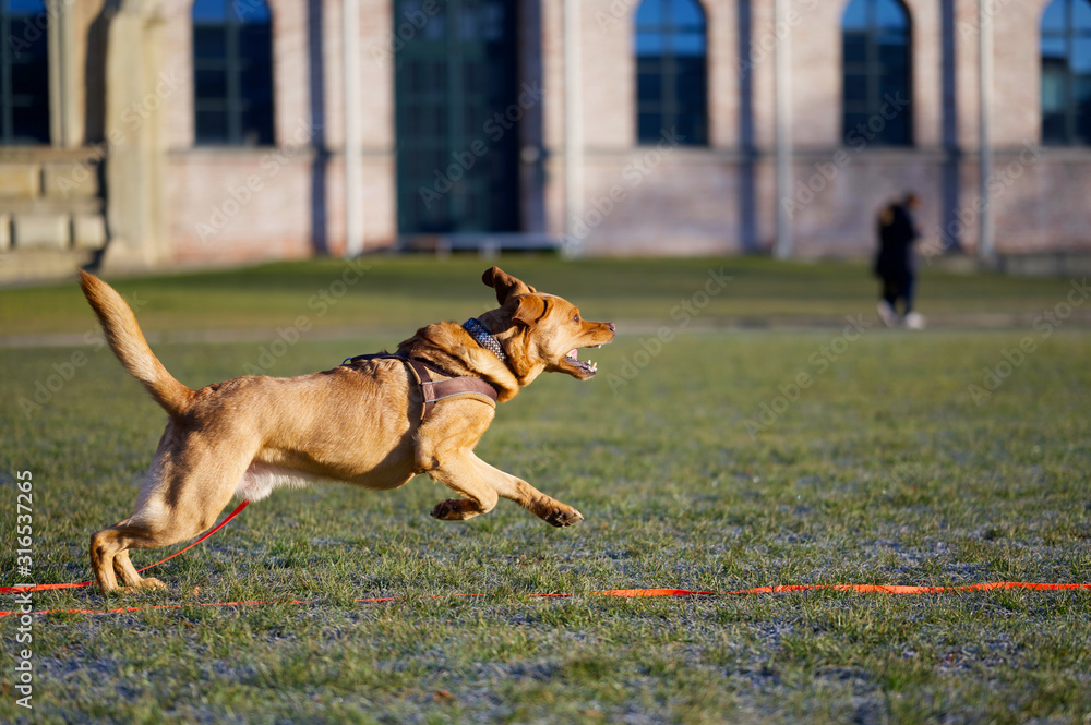 Fuchsroter Labrador Retriever in vollem Lauf Fuchsroter Labrador Retriever in vollem Lauf