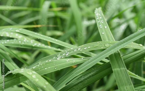 Dew drops on the green grass