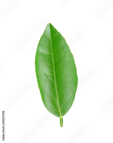 Fresh green lemon leaves isolated on white background