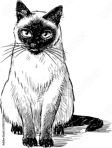 Freehand drawing of sitting domestic thai cat
