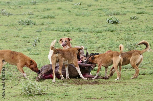 Wild maasai dogs hunt gnu in savannah, serengeti, Tanzania, Africa