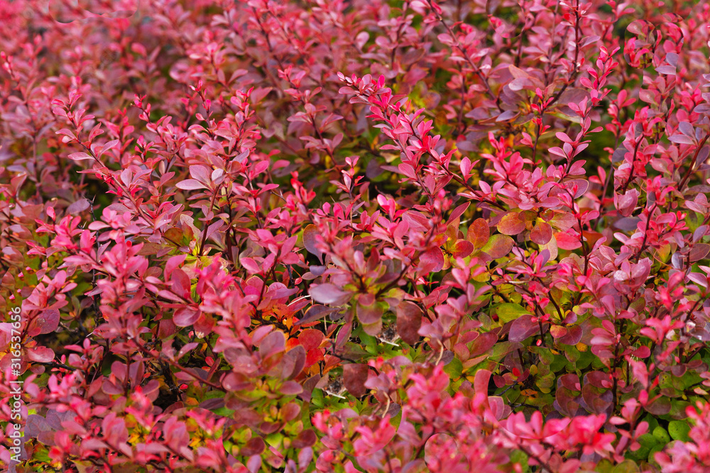 Bright red leaves of of autumn shrubs,barberry.Сlose up.Concept of background design, wallpaper, calendars, decoration.