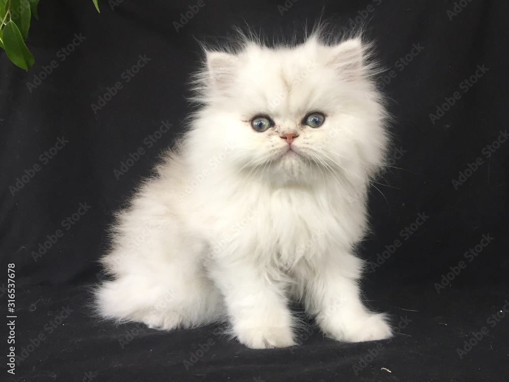 kitten on white background