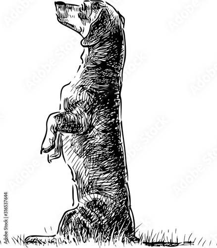 Sketch of a cute trained dachshund standing on its hind legs