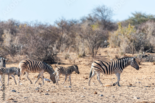 Telephoto shot of a group of Burchell's Plains zebras -Equus quagga burchelli- standing on the plains of Etosha National Park, Namibia. © Goldilock Project
