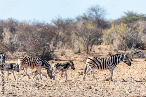 Telephoto shot of a group of Burchell s Plains zebras -Equus quagga burchelli- standing on the plains of Etosha National Park  Namibia.