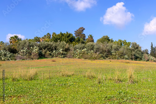 Field with yellow small flowers with cacti  trees and palm trees on the edge against the sky
