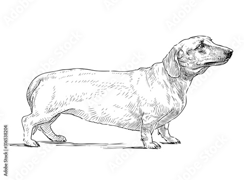Sketch of old cute dachshund standing on pathwalk during stroll