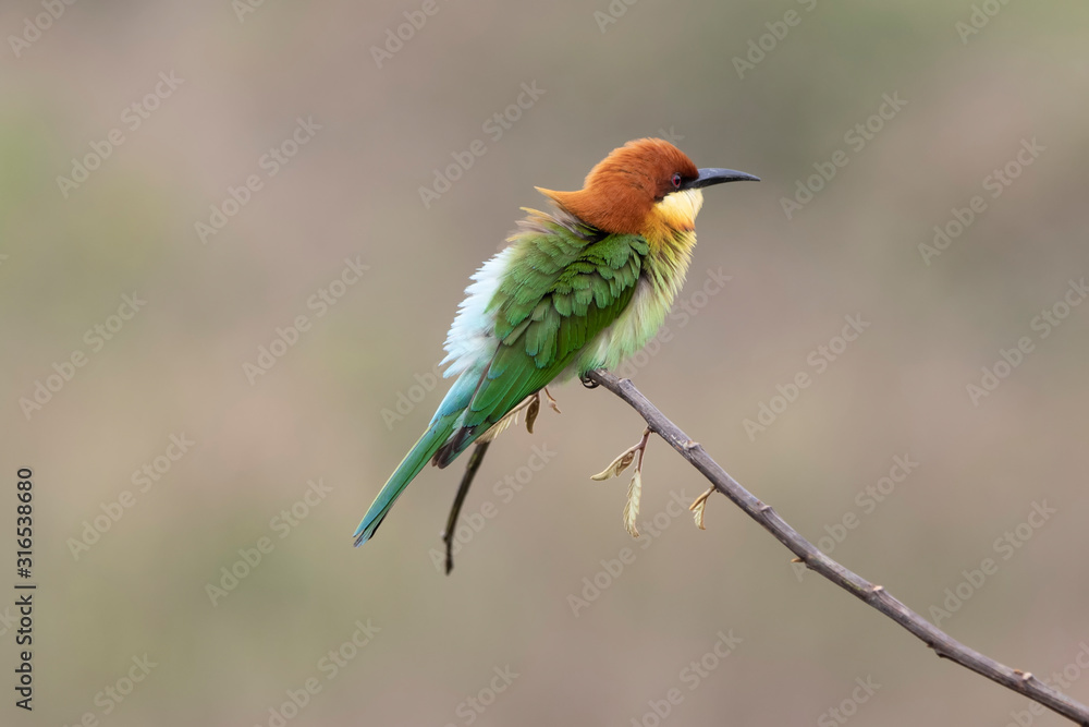 Chestnut-headed bee-eater (Merops leschenaulti) beautiful green with orange head lonely perching on stick in open grass field over blur fine background, fascinated animal Chestnut-headed bee-eater (Merops leschenaulti) beautiful green with orange head lonely perching on stick in open grass field over blur fine background, fascinated animal