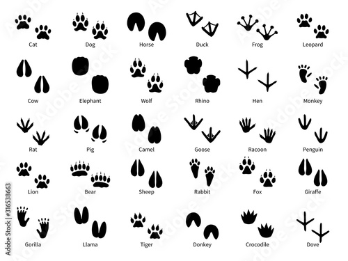 Animal footprints. Walking track animals paw with name, pets tracks, bird and wild animals trail, wildlife safari feet silhouette vector prints
