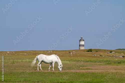 Schimmel im Naturreservat  Morups Tange photo