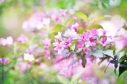 Spring blossoming delicate pink weigela flowers, garden blooming festive background, selective focus, shallow DOF, toned