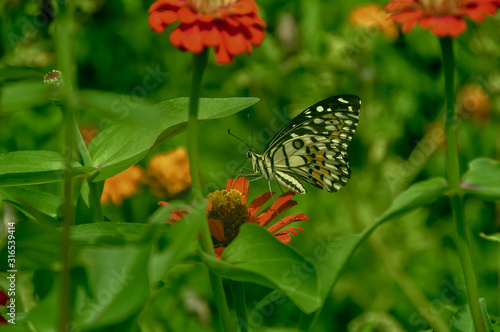 Butterfly in garden and flying on flowers © Handini_Atmodiwiryo