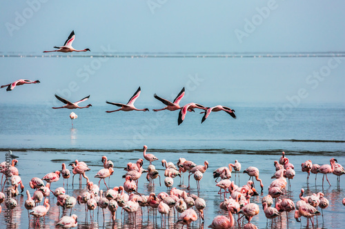 Beautiful birds fly over the water