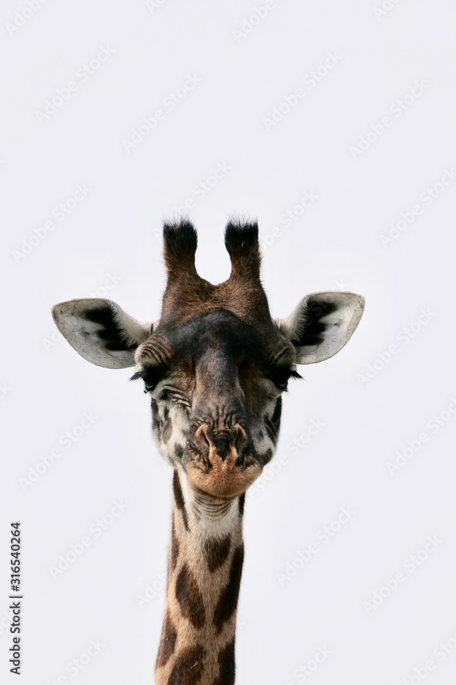 Close up of giraffe in serengeti, tanzania, africa