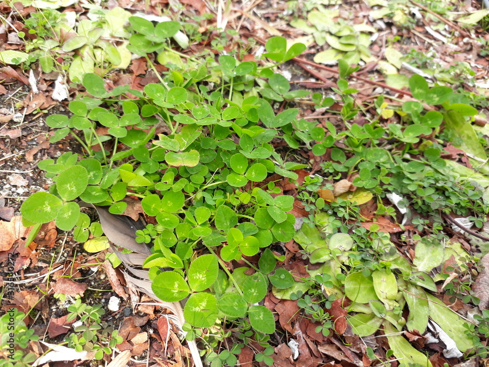 young plants in the garden young plants in the garden