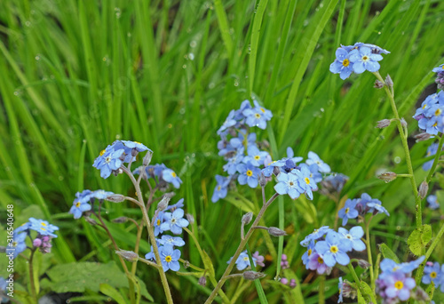 Forget-me-nots on a background of green grass