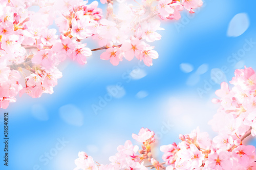 桜がふわふわ舞い降りる