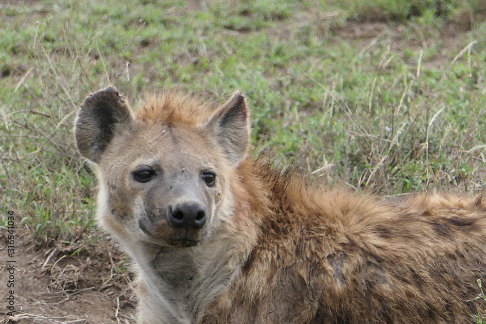 Close up of hyena in seregneti, tanzania, africa Close up of hyena in seregneti, tanzania, africa