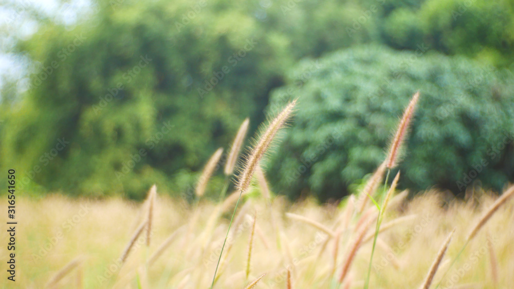 field of wheat, grass field summer background field of wheat, grass field summer background