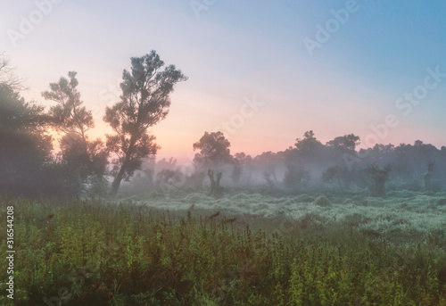 Sunset in the cloudy sky. Summer landscape with trees and grasses.