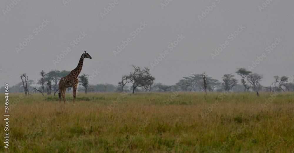 Giraffe in scenic african landscape, serengeti, tanzania, africa