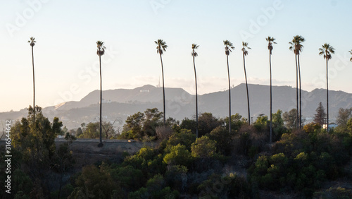 Palm trees in front of the mountains where the famous Hollywood sign is located. Los Angeles, California