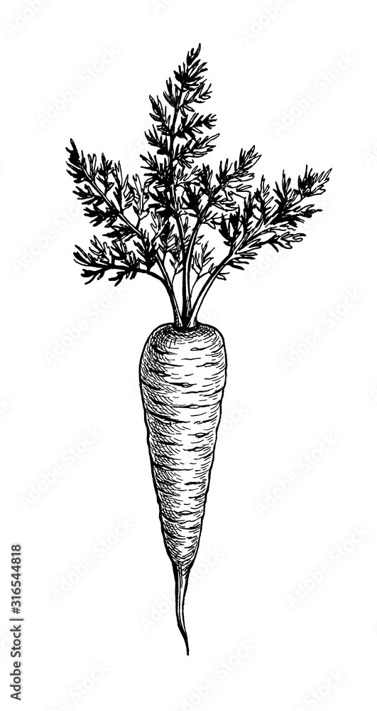 Carrot Drawing Pencil Stock Illustrations – 660 Carrot Drawing Pencil Stock  Illustrations, Vectors & Clipart - Dreamstime