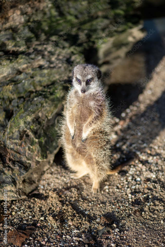 Fototapeta premium Meerkat in Copenhagen Zoo