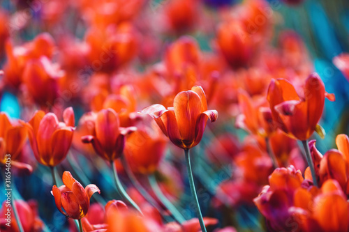 bujne-pole-tulipanow-na-wiosne